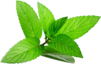 Mint Leaves Image