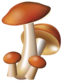 Mushroom Image